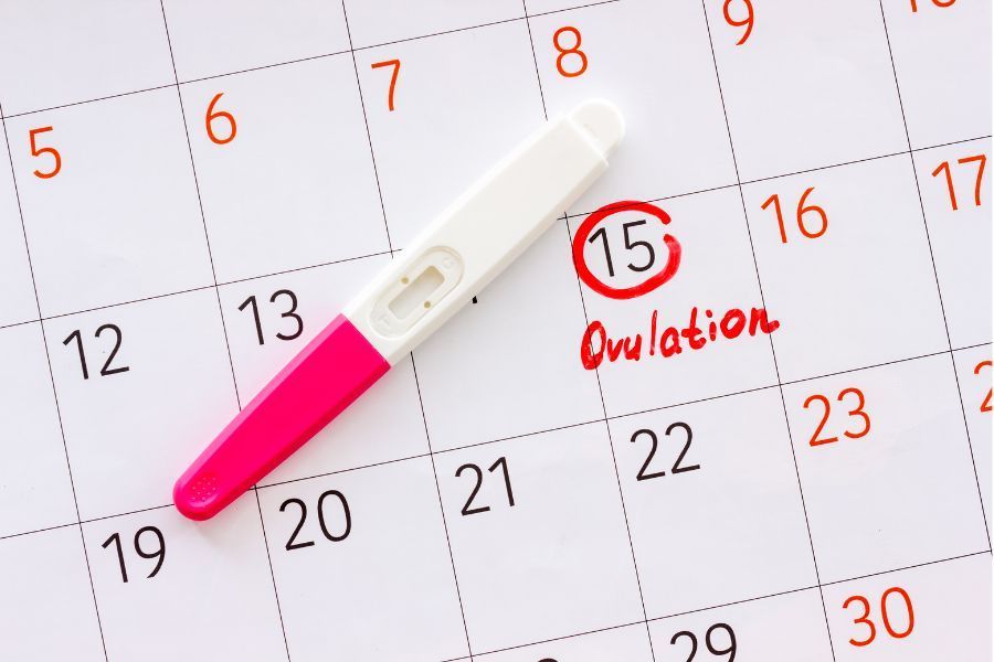 Ovulatory Phase 